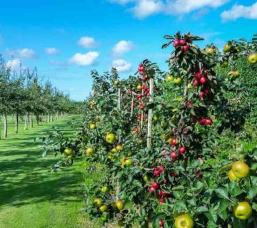 The timing of using urea fertilizer for apple trees