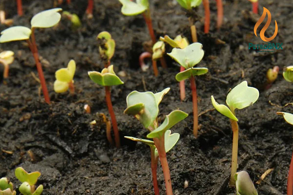 Alternatives to Urea Fertilizer
