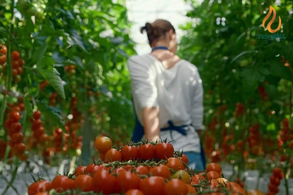 You can use urea fertilizer for tomatoes at various growth stages. For instance, during the first irrigation after planting tomato seedlings, use liquid nitrogen Shock fertilizer to promote healthy and strong growth.