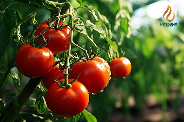 Buying the best high-nitrogen liquid fertilizer for tomatoes