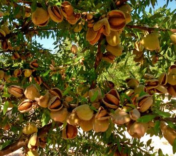 Urea Fertilizer for Almond Trees