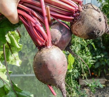 Urea Fertilizer for Beets