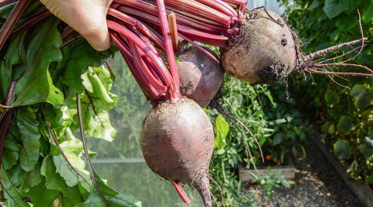 Urea Fertilizer for Beets