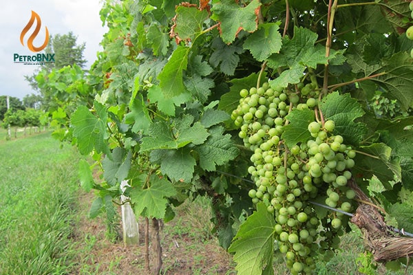 The impact of urea fertilizer on grapevines
