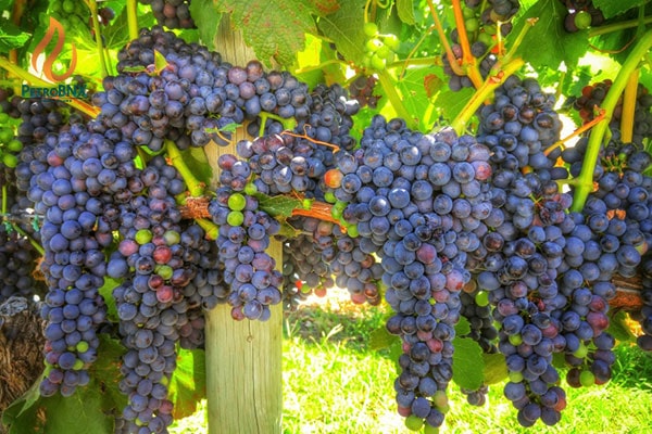 Best Urea Fertilizer for grapevines