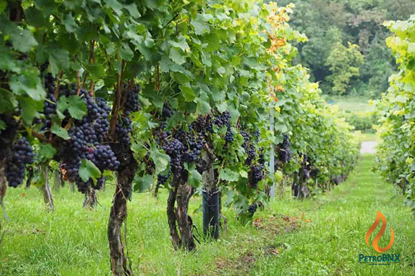 Best Time to Apply Urea Fertilizer for Grapevines