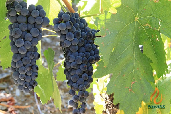 How to Apply Urea Fertilizer for Grapevines