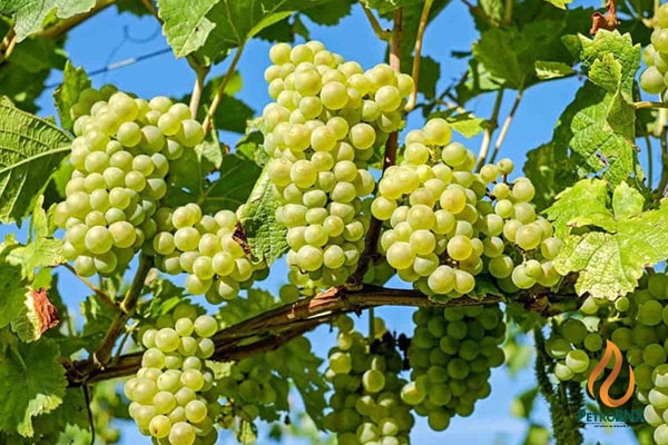 Buying the Best Urea Fertilizer for Grapevines