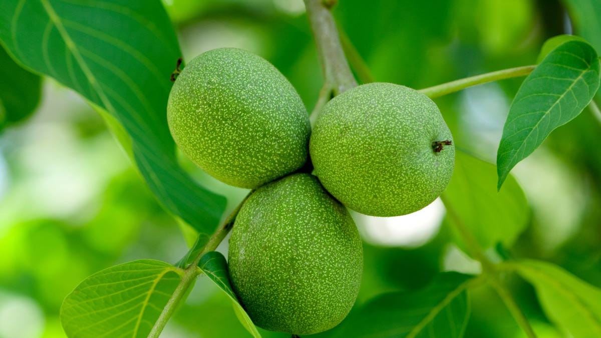 Urea fertilizer for walnut trees