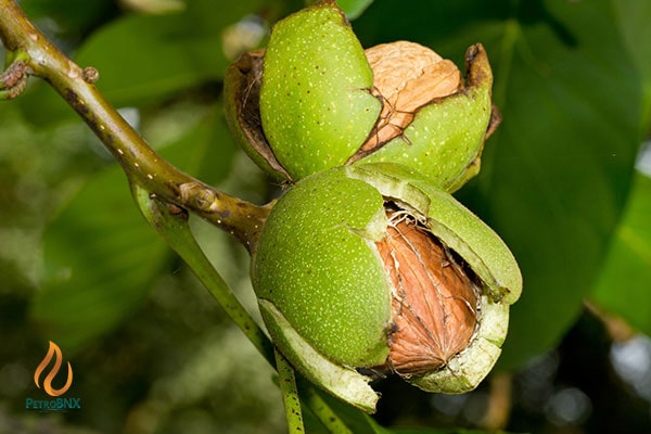 The Best Urea Fertilizer for Walnut Trees
