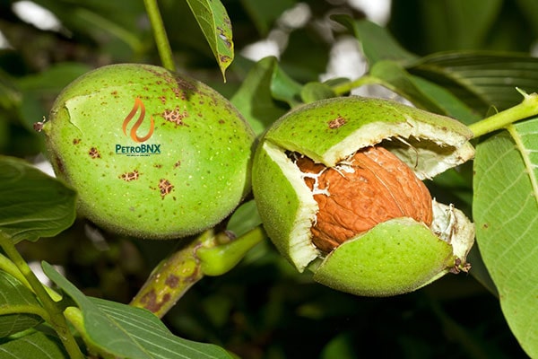 The Amount of Urea Fertilizer for Walnut Trees