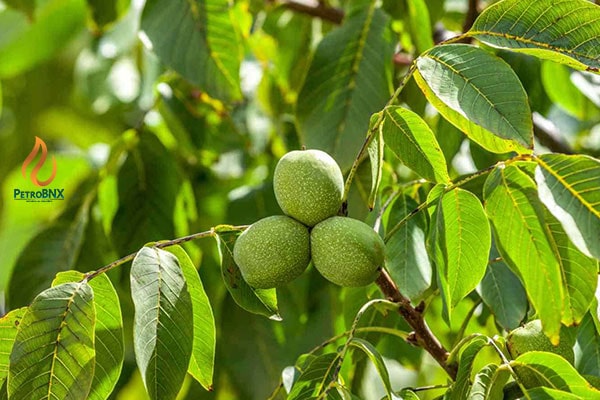 Timing for Using Urea Fertilizer on Walnut Trees