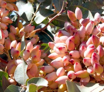 urea fertilizer for pistachio trees