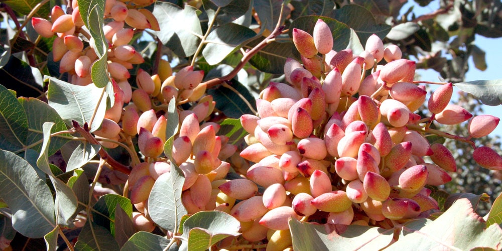 urea fertilizer for pistachio trees