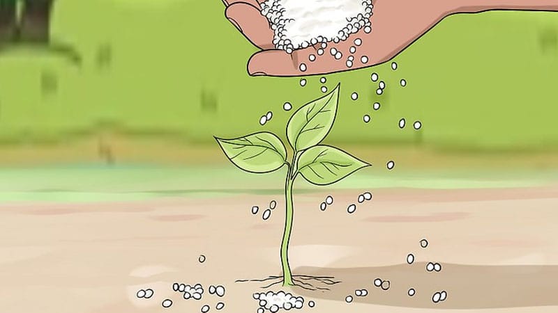 How to Apply Urea Fertilizer